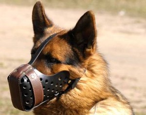 rottweiler-muzzle-attack-reinfoced rottweiler-muzzle-attack-reinfoced