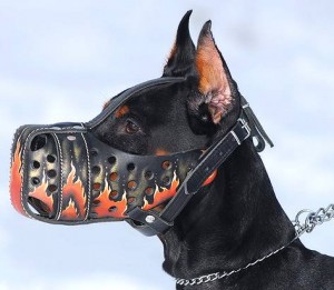 flames rottweiler dog muzzles_lrg
