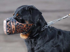 Rottweiler dog muzzle art-1_lrg