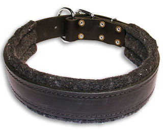 Leather padded dog collar for - C24 Leather padded dog collar for - C24