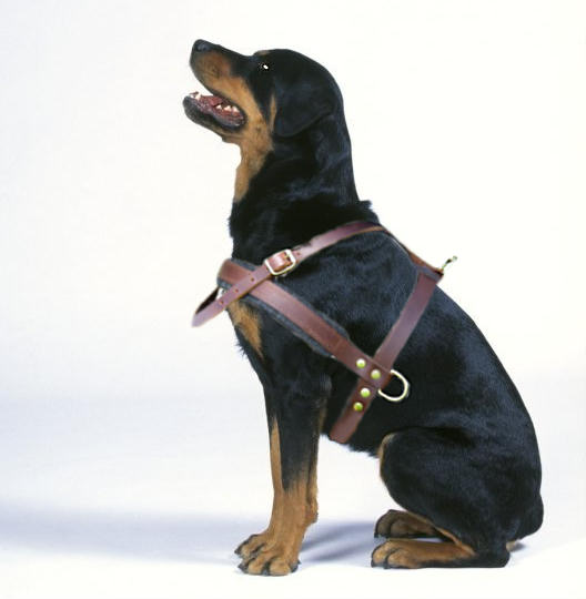 rottweiler body belt