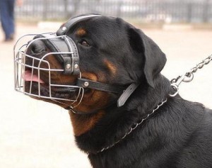 how to your not to chew things up wire cage muzzle to stop a rottweiler from biting chewing things up how to your not to chew things up wire cage muzzle to stop a rottweiler from biting chewing things up