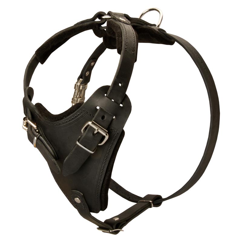 Leather Rottweiler Harness for Agitation/ Protection Training