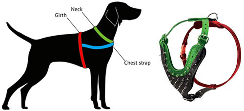 How to Measure Your Dog for H9 Harness