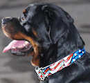 Rottweiler Dog Collars,leather dog collars,spiked dog collars,nylon dog collars,walking dog collars