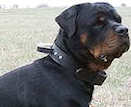 Rottweiler dog training collars,leather dog collars,rotty collars,dog training equipment