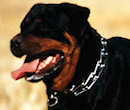 hs dog collar,herm sprenger dog collars, pinch collars,curogan collar,fure saver collars,chain dog collars for Rottweilers