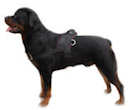 Rotty dog harnesses,rotty dog collars,dog leads, bite sleeves for dog training,training dog equipment for rottweilers