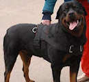 Rottweiler Dog Harnesses,leather dog harness,nylon dog harness,tracking dog harness,walking dog harness for rottweiler