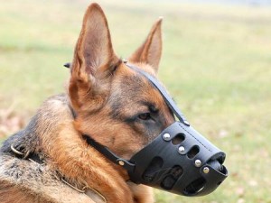rottweiler leather dog muzzle custom muzzle