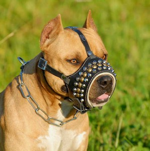 Rottweiler leather muzzle pits muzzle1_lrg1