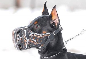 Rottweiler barbed wire dog muzzle