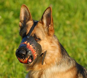 Rottweiler muzzle - m51 fire flames