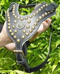 Royal Padded leather handcrafted Rottweiler harness - H11