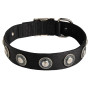 Awesome Studded Dog Collar with Silver Circles Rottweiler Walking