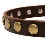 Designer Leather Dog Collar Rottweiler