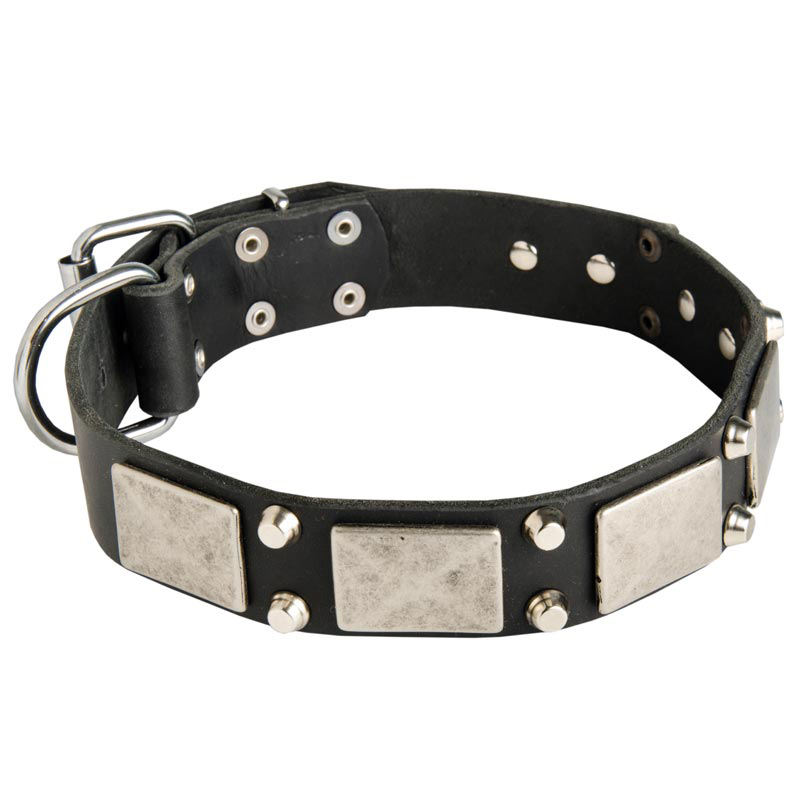 Vintage Leather Dog Collar with Nickel Plates and Cones for Rottweiler