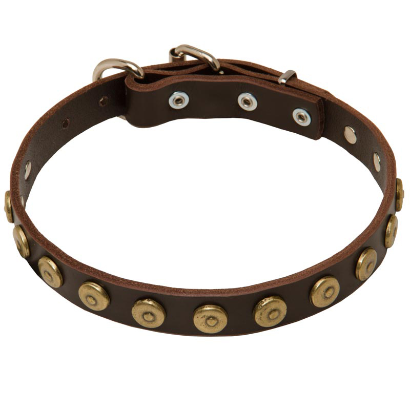 1 Inch Gorgeous Leather Rottweiler Collar with Dotted Brass Circles