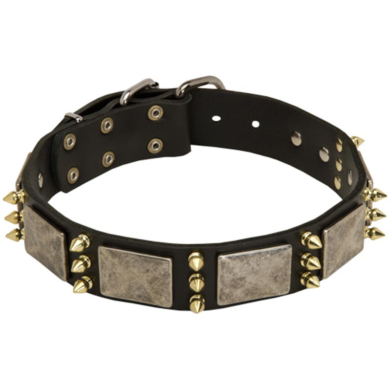 Leather Rottweiler Collar with Massive Nickel Plates and Brass Spikes