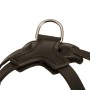 Heavy Duty Padded Back Plate with D-ring on Rottweiler Harness