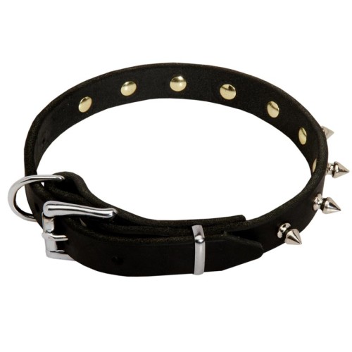 Designer Leather Rottweiler Collar With Shiny Brass Spikes Rottweiler