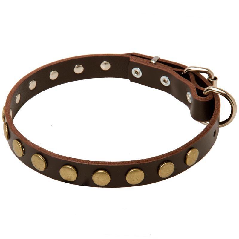 1 Inch Wide Leather Rottweiler Collar with Brass Circles