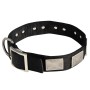 Rottweiler Nylon Dog Collar with Plates