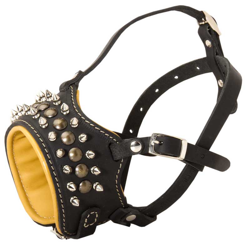 Royal Nappa Padded Leather Rottweiler Muzzle with Studs and Spikes