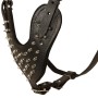Spiked Chest Plate on Fashion Rottweiler Harness