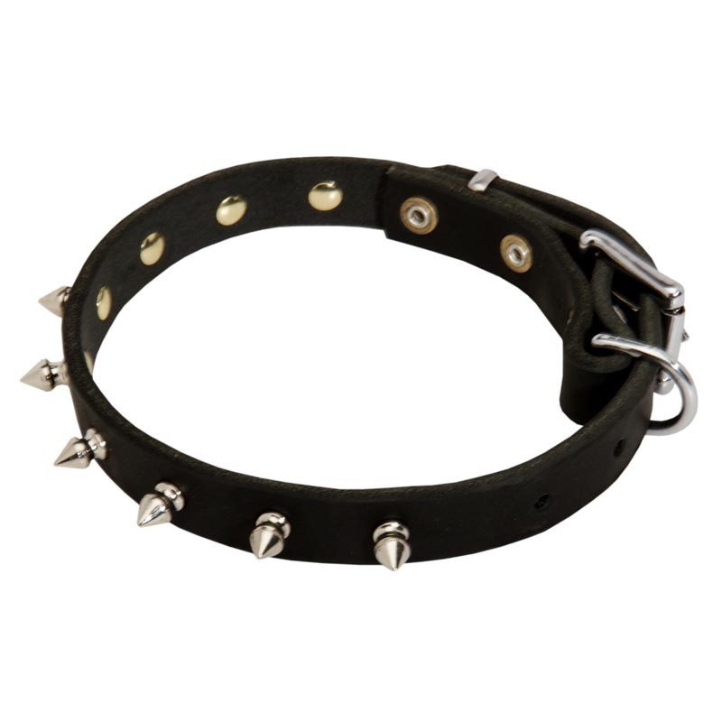 Designer Leather Rottweiler Collar With Shiny Brass Spikes