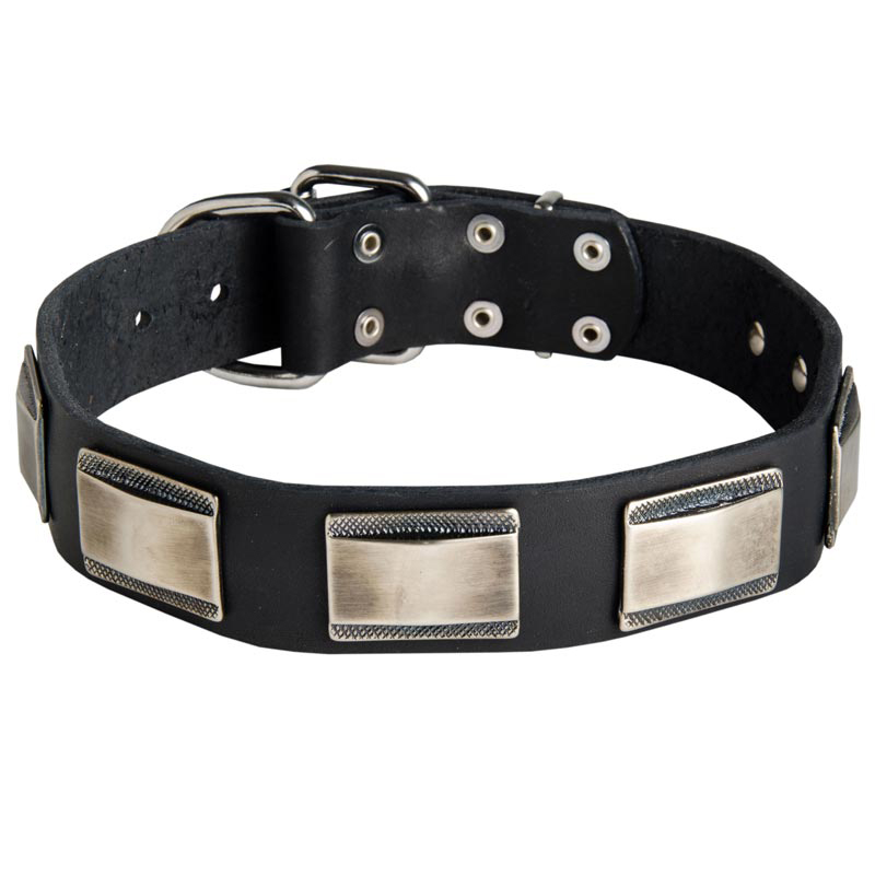 Beautiful Leather Rottweiler Collar Decorated with Large Nickel Plates