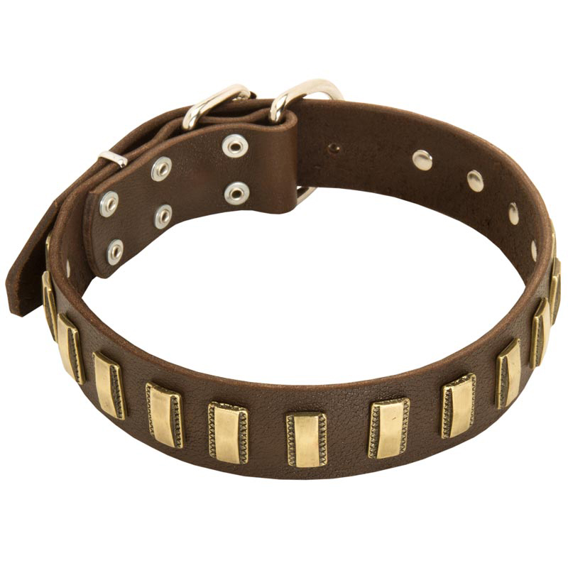 Elegant Designer Leather Dog Collar with Small Brass Plates