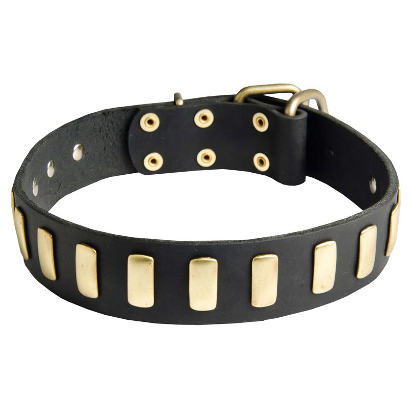 Gorgeous Wide Leather Rottweiler Collar with Brass Shiny Plates